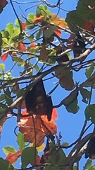 Pteropus hypomelanus