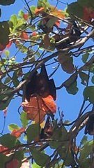 Pteropus hypomelanus