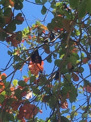 Pteropus hypomelanus