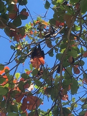 Pteropus hypomelanus