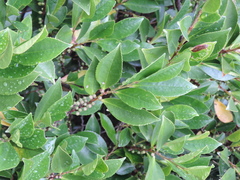 Magnoliopsida