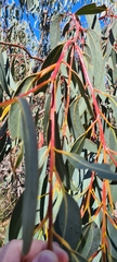 Eucalyptus luehmanniana