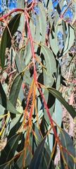 Eucalyptus luehmanniana