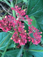 Cissus microcarpa