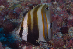Coradion melanopus