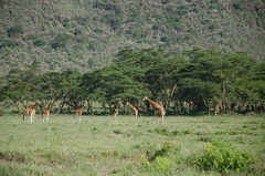 Giraffa camelopardalis rothschildi