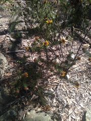 Pultenaea stipularis
