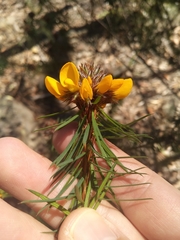 Pultenaea stipularis