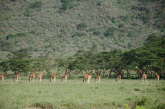Giraffa camelopardalis rothschildi