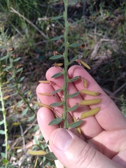 Bossiaea stephensonii
