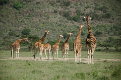 Giraffa camelopardalis rothschildi