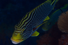 Plectorhinchus lineatus