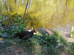 Gallinula chloropus