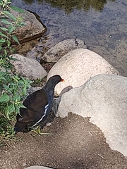Gallinula chloropus