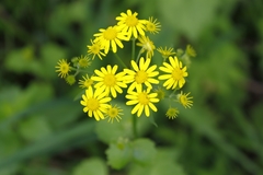 Sinosenecio oldhamianus