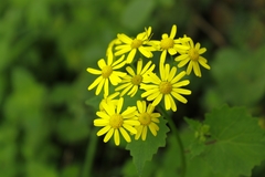 Sinosenecio oldhamianus
