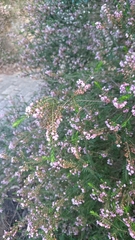 Thryptomene