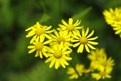 Sinosenecio oldhamianus