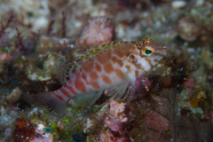 Cirrhitichthys aprinus