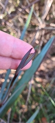 Dianella prunina