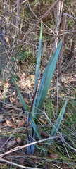 Dianella prunina