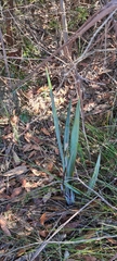 Dianella prunina