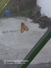 Lepidoptera