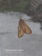 Lepidoptera