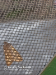 Lepidoptera