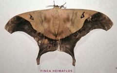 Titaea timur