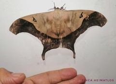 Titaea timur