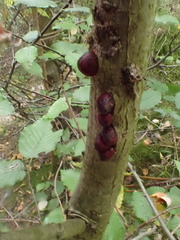 Andricus quercuscorticis