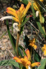 Anigozanthos humilis humilis