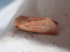 Denticucullus pygmina