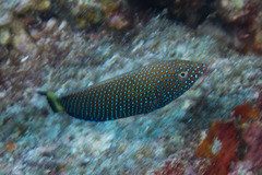 Anampses caeruleopunctatus