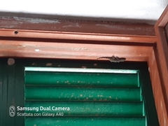 Tarentola mauritanica