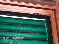 Tarentola mauritanica