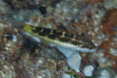 Thalassoma quinquevittatum