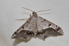 Chiasmia gratularia