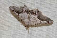 Chiasmia gratularia