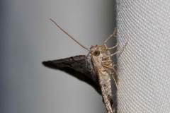 Chiasmia gratularia