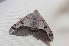 Chiasmia gratularia
