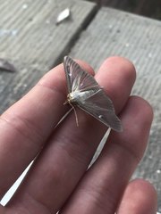 Cydalima perspectalis