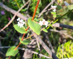 Leucopogon amplexicaulis