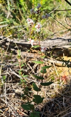 Leucopogon amplexicaulis