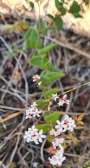 Leucopogon amplexicaulis