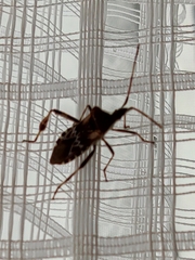 Leptoglossus occidentalis