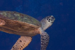 Eretmochelys imbricata