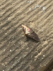 Cydalima perspectalis