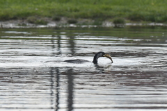 Microcarbo melanoleucos brevirostris